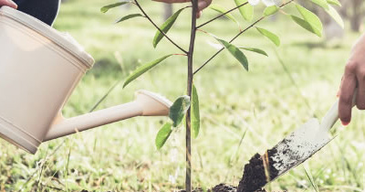 Planting a native Australian tree sapling